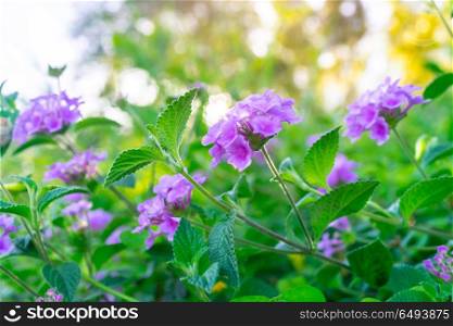 Beautiful purple flowers on the bush, abstract natural background, beauty of floral garden blooming, spring time season. Beautiful purple flowers on the bush