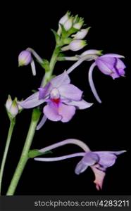 Beautiful purple ground orchid flower, Calanthe sylvatica or Calanthe masuca, isolated on a black background