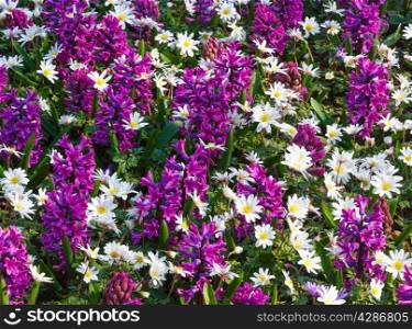 Beautiful purple hyacinths and white flowers (closeup) in the spring time. Nature background.
