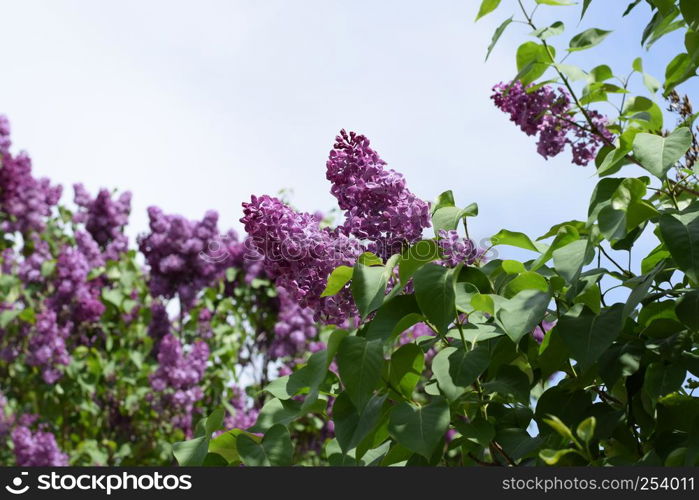 Beautiful purple lilac flowers outdoors. Lilac flowers on the branches. Beautiful purple lilac flowers outdoors.