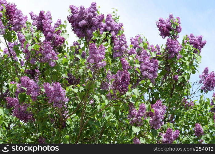 Beautiful purple lilac flowers outdoors. Lilac flowers on the branches. Beautiful purple lilac flowers outdoors.