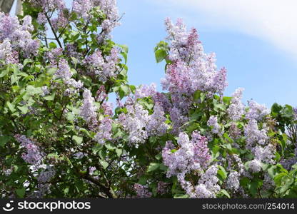 Beautiful purple lilac flowers outdoors. Lilac flowers on the branches. Beautiful purple lilac flowers outdoors.