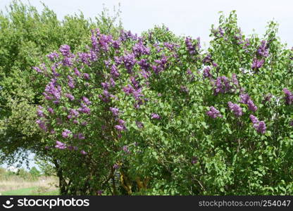 Beautiful purple lilac flowers outdoors. Lilac flowers on the branches. Beautiful purple lilac flowers outdoors.