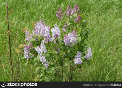 Beautiful purple lilac flowers outdoors. Lilac flowers on the branches. Beautiful purple lilac flowers outdoors.