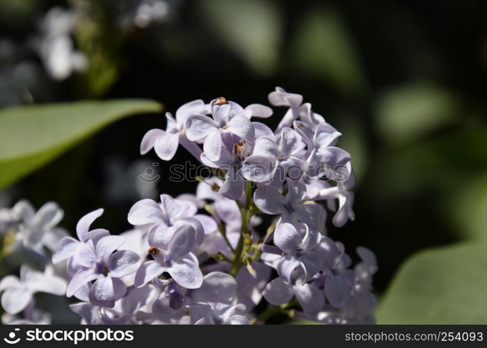 Beautiful purple lilac flowers outdoors. Lilac flowers on the branches. Beautiful purple lilac flowers outdoors.