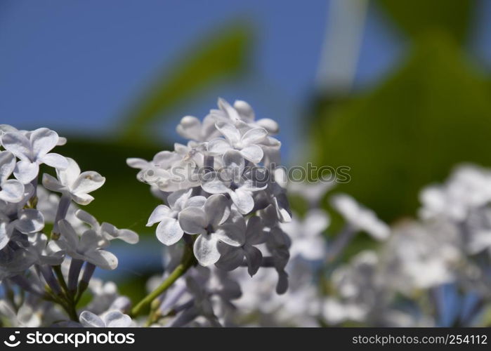 Beautiful purple lilac flowers outdoors. Lilac flowers on the branches. Beautiful purple lilac flowers outdoors.