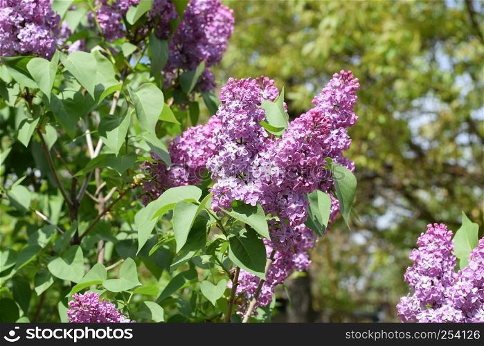 Beautiful purple lilac flowers outdoors. Lilac flowers on the branches. Beautiful purple lilac flowers outdoors.