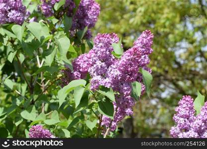 Beautiful purple lilac flowers outdoors. Lilac flowers on the branches. Beautiful purple lilac flowers outdoors.