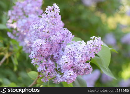 Beautiful purple lilac flowers outdoors. Lilac flowers on the branches. Lilac flowers on the branches. Beautiful purple lilac flowers outdoors.