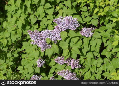 Beautiful purple lilac flowers outdoors. Lilac flowers on the branches. Lilac flowers on the branches. Beautiful purple lilac flowers outdoors.