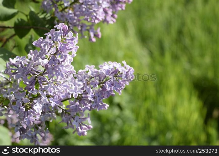 Beautiful purple lilac flowers outdoors. Lilac flowers on the branches. Lilac flowers on the branches. Beautiful purple lilac flowers outdoors.