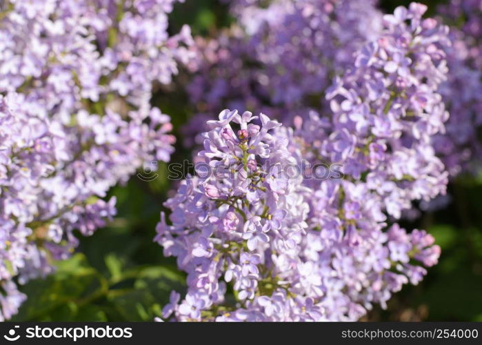 Beautiful purple lilac flowers outdoors. Lilac flowers on the branches. Lilac flowers on the branches. Beautiful purple lilac flowers outdoors.