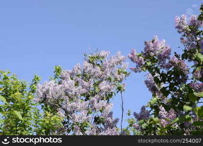 Beautiful purple lilac flowers outdoors. Lilac flowers on the branches. Lilac flowers on the branches. Beautiful purple lilac flowers outdoors.