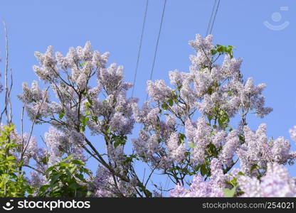 Beautiful purple lilac flowers outdoors. Lilac flowers on the branches. Lilac flowers on the branches. Beautiful purple lilac flowers outdoors.