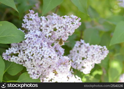 Beautiful purple lilac flowers outdoors. Lilac flowers on the branches. Lilac flowers on the branches. Beautiful purple lilac flowers outdoors.