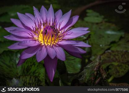 Beautiful purple lotus background and bees on day time, Close-up of tropical lotus flower with copy space.