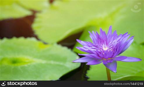 Beautiful purple lotus flowers in the pool