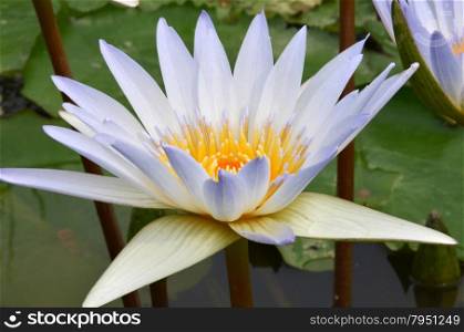 Beautiful purple lotus in the pond