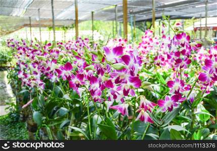 Beautiful purple orchid blossom in the garden plant nursery / Orchid flower farm greenhouse