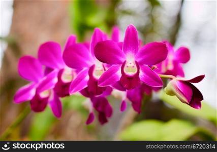 beautiful purple orchid flower in the garden