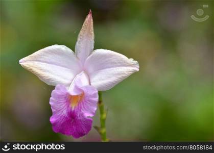 Beautiful purple orchid - phalaenopsis. Bouquet of flowers orchids.