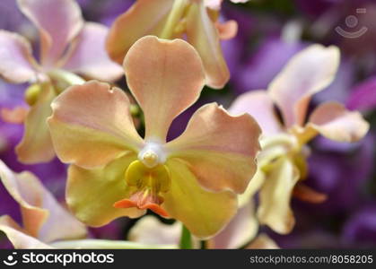 Beautiful purple orchid - phalaenopsis. Bouquet of flowers orchids.