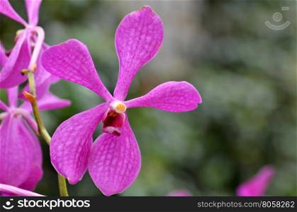 Beautiful purple orchid - phalaenopsis. Bouquet of flowers orchids.