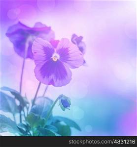 Beautiful purple pansies flowers isolated on blue blurred background, floral border, gentle heartsease, blooming nature, summer time season