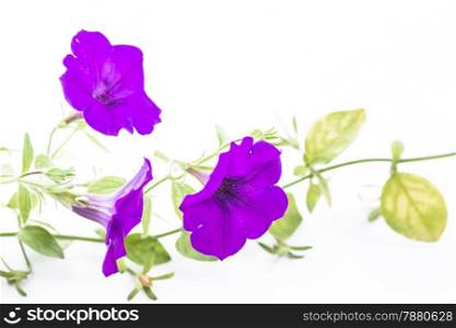 Beautiful purple petunia flower, isolated on white background