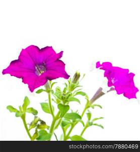 Beautiful purple petunia flower, isolated on white background&#xA;
