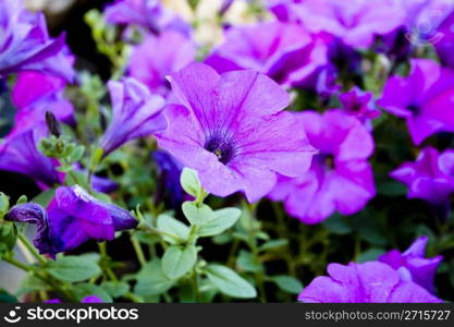 Beautiful purple petunias - close-up image