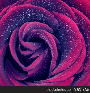 Beautiful purple rose background, abstract floral backdrop, gentle flower petals with little dew drops on it, romantic greeting card for Valentine day