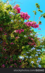 Beautiful purple summer flower (Bougainvillea) and white Phlox plant branches closeup.