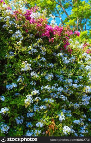 Beautiful purple summer flower (Bougainvillea) and white Phlox plant branches closeup.