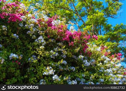 Beautiful purple summer flower (Bougainvillea) and white Phlox plant branches closeup.