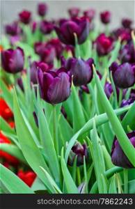 Beautiful purple tulip blossom in field