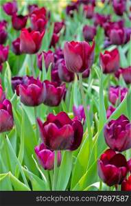 Beautiful purple tulip blossom in field
