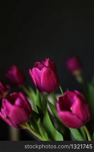 beautiful Purple Tulip flowers on Black Background. Greeting card with a copy space for your text. selective focus.. beautiful Purple Tulip flowers on Black Background. Greeting card with a copy space for your text. selective focus