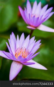 Beautiful purple water lilies are in bloom in sunrise. Close-up.
