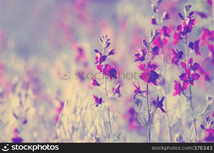 Beautiful purple wild flowers close up