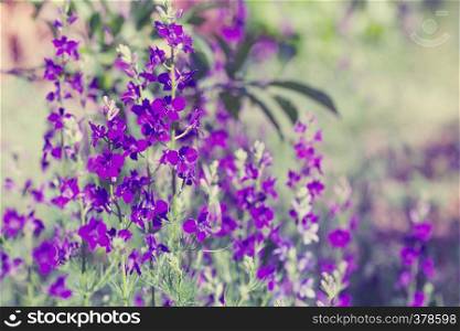 Beautiful purple wild flowers close up