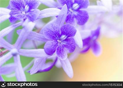 Beautiful purple wreath vine (Petrea Volubilis) or queen&rsquo;s wreath vine flower on blurred background