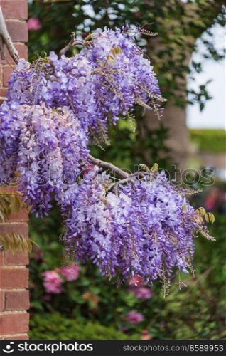 Beautiful quintessential English country garden landscape in Spring with Wisteria flower in full colorful bloom