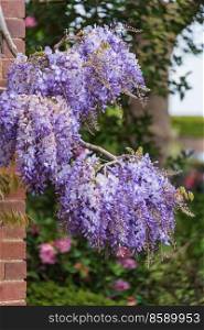 Beautiful quintessential English country garden landscape in Spring with Wisteria flower in full colorful bloom