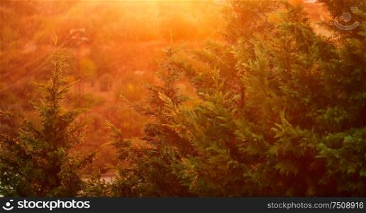 Beautiful rain landscape, fir trees in bright yellow sunset light, abstract natural background, tranquil view of evergreen trees, beauty of autumn season