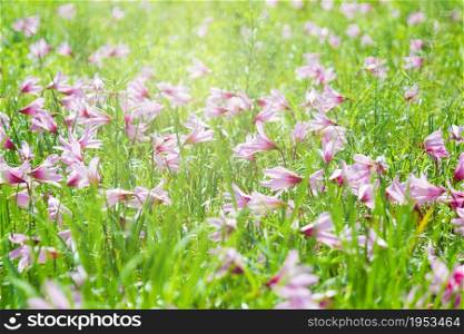 Beautiful Rain Lily Flower, Zephyranthes Lily Fairy Lily Little Witches. (Zephyranthas sp.)
