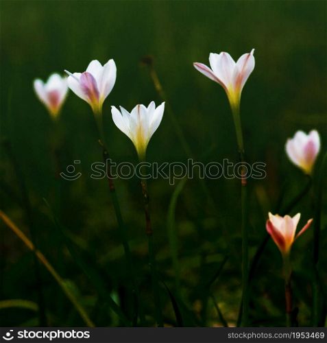 Beautiful Rain Lily Flower, Zephyranthes Lily Fairy Lily Little Witches. (Zephyranthas sp.)