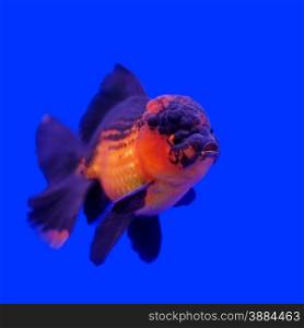 beautiful ranchu or lion head goldfish in fish tank