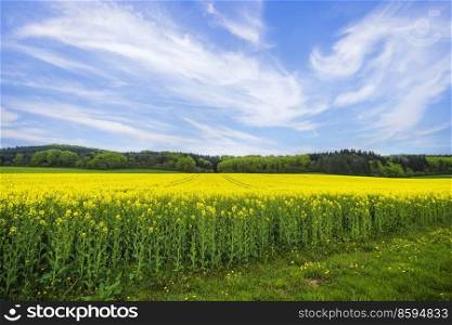 Beautiful rapeseed field with yellow flowers under a blue sky in the summer