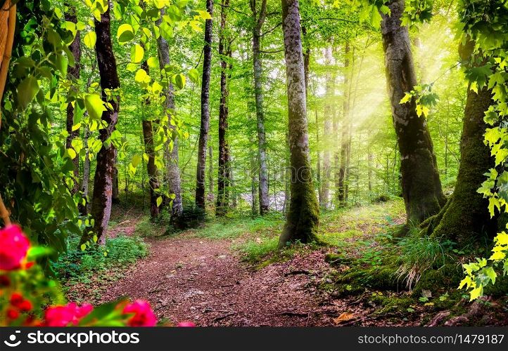 Beautiful rays of sunlight in a green forest. Montenegro. Green forest in Montenegro